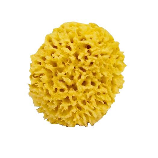 Sea Sponge
