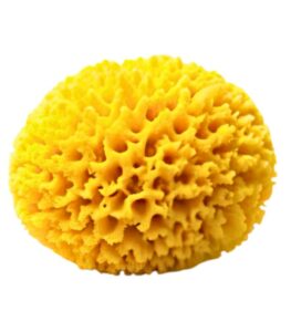 Natural Sea Sponge